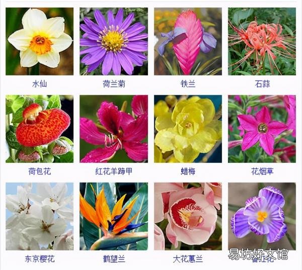 一览500种常见花卉名称介绍 花名称大全500种图片