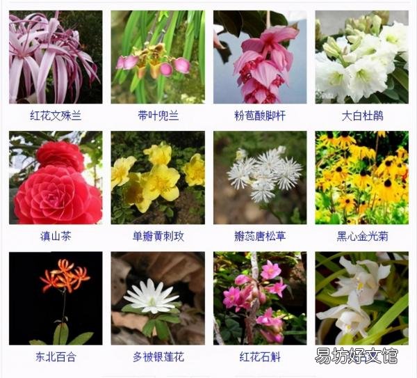 一览500种常见花卉名称介绍 花名称大全500种图片