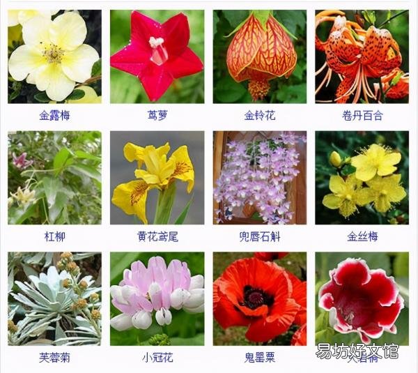 一览500种常见花卉名称介绍 花名称大全500种图片