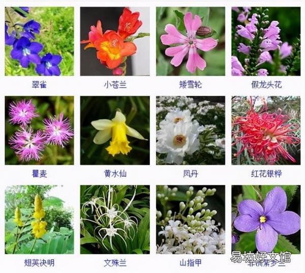 一览500种常见花卉名称介绍 花名称大全500种图片