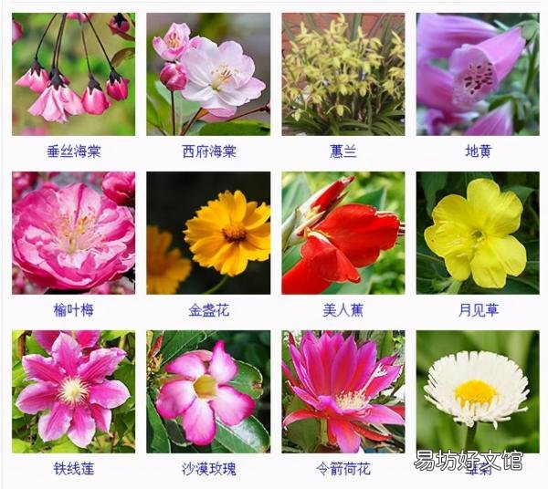 一览500种常见花卉名称介绍 花名称大全500种图片