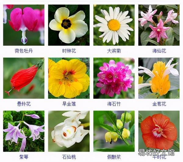一览500种常见花卉名称介绍 花名称大全500种图片