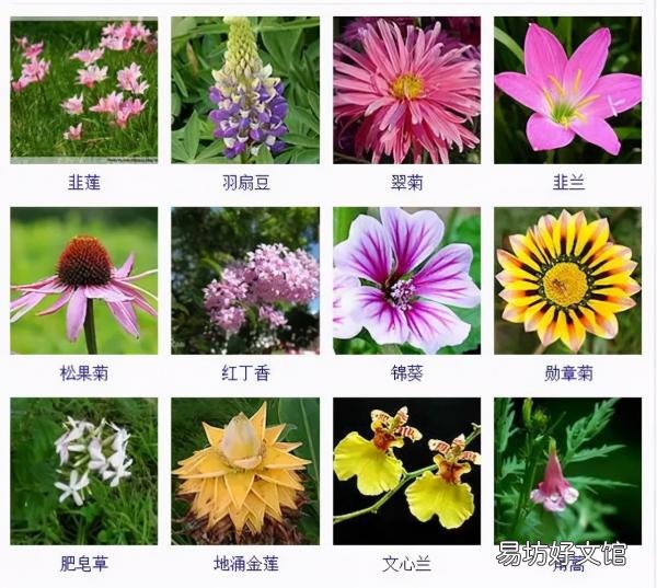 一览500种常见花卉名称介绍 花名称大全500种图片