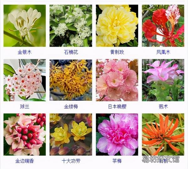 一览500种常见花卉名称介绍 花名称大全500种图片