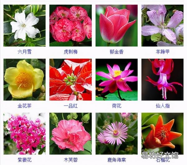 一览500种常见花卉名称介绍 花名称大全500种图片