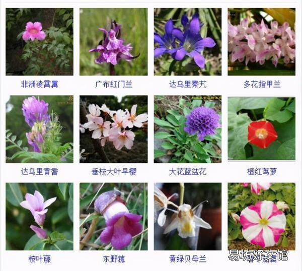 一览500种常见花卉名称介绍 花名称大全500种图片
