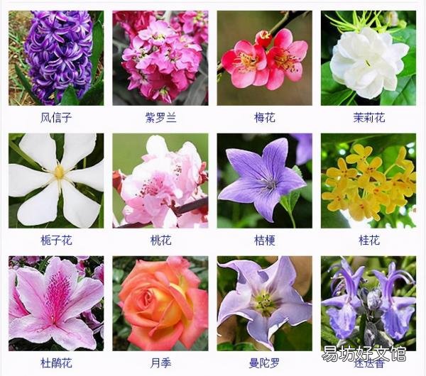 一览500种常见花卉名称介绍 花名称大全500种图片