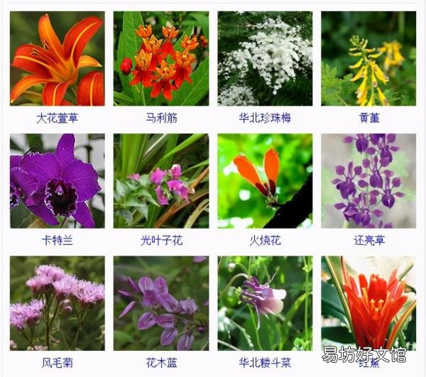 一览500种常见花卉名称介绍 花名称大全500种图片