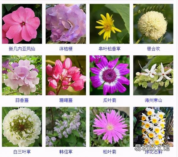 一览500种常见花卉名称介绍 花名称大全500种图片