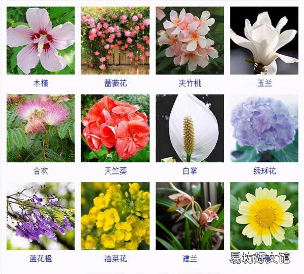 一览500种常见花卉名称介绍 花名称大全500种图片
