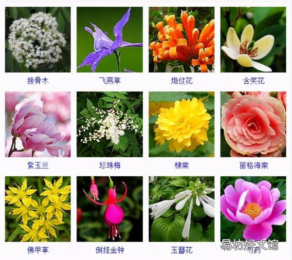 一览500种常见花卉名称介绍 花名称大全500种图片