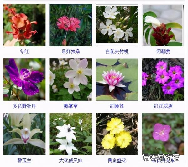 一览500种常见花卉名称介绍 花名称大全500种图片