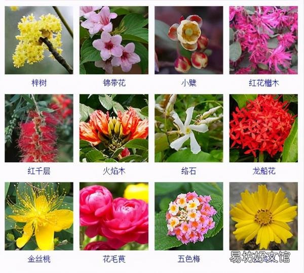 一览500种常见花卉名称介绍 花名称大全500种图片
