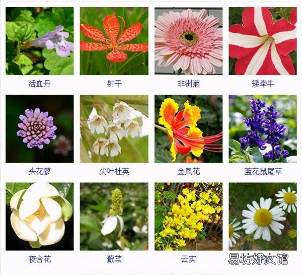 一览500种常见花卉名称介绍 花名称大全500种图片
