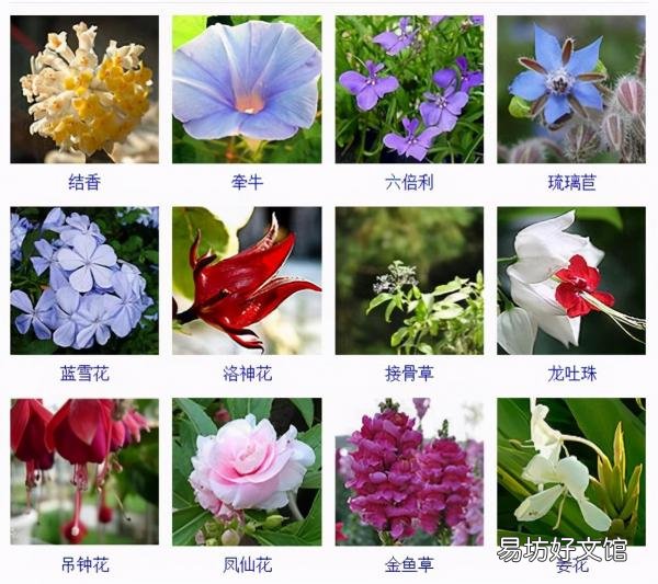一览500种常见花卉名称介绍 花名称大全500种图片