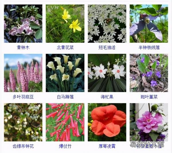 一览500种常见花卉名称介绍 花名称大全500种图片