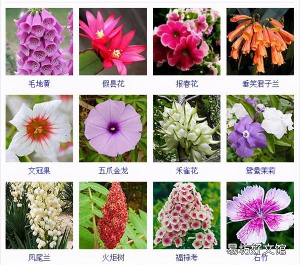 一览500种常见花卉名称介绍 花名称大全500种图片