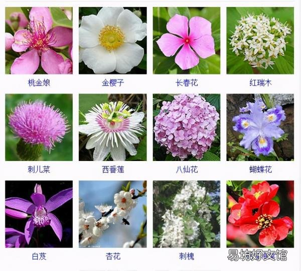 一览500种常见花卉名称介绍 花名称大全500种图片