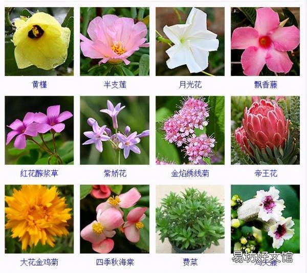 一览500种常见花卉名称介绍 花名称大全500种图片