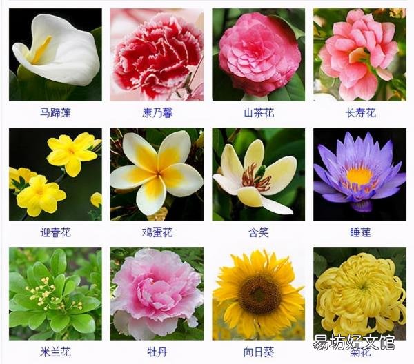 一览500种常见花卉名称介绍 花名称大全500种图片