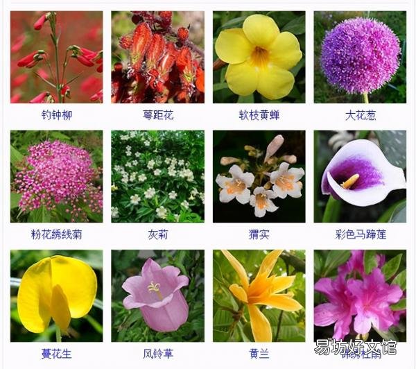 一览500种常见花卉名称介绍 花名称大全500种图片