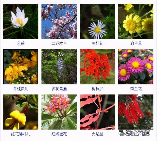 一览500种常见花卉名称介绍 花名称大全500种图片