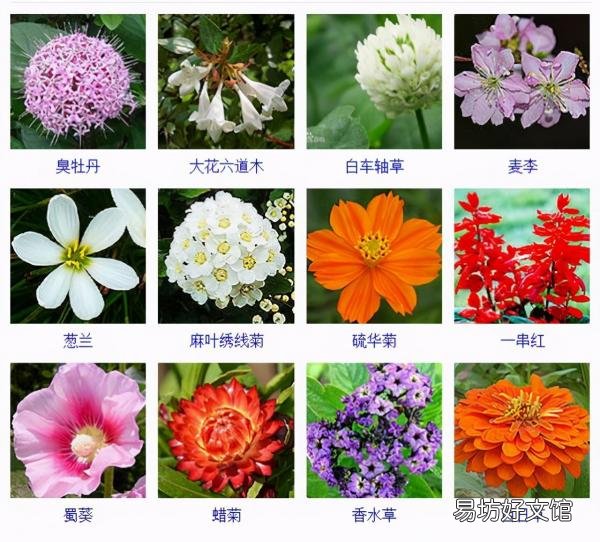 一览500种常见花卉名称介绍 花名称大全500种图片