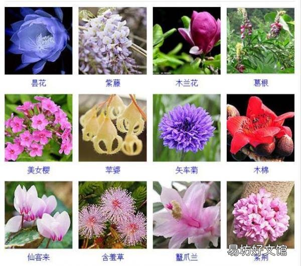 一览500种常见花卉名称介绍 花名称大全500种图片