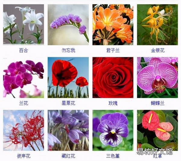 一览500种常见花卉名称介绍 花名称大全500种图片