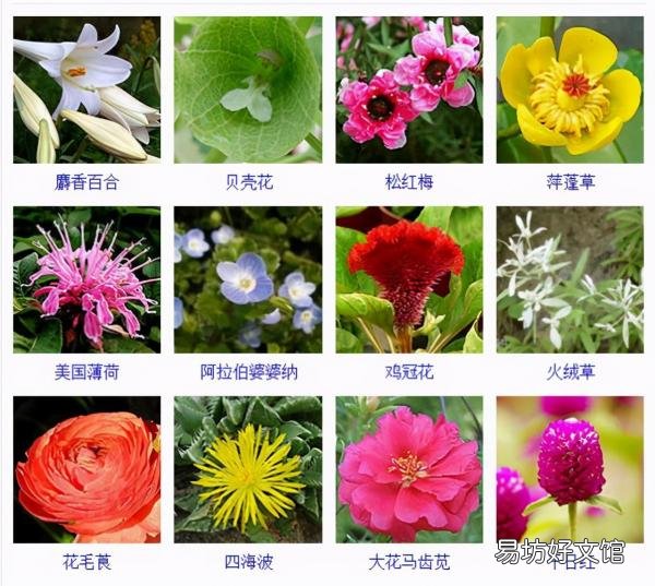 一览500种常见花卉名称介绍 花名称大全500种图片