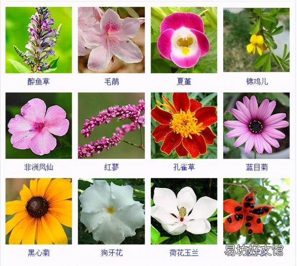 一览500种常见花卉名称介绍 花名称大全500种图片