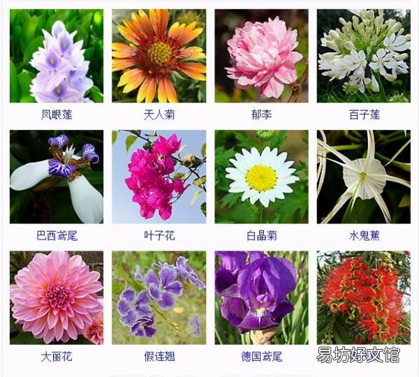 一览500种常见花卉名称介绍 花名称大全500种图片