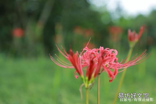 24-105镜头应用范围及特点 24一105镜头能一镜走天下吗