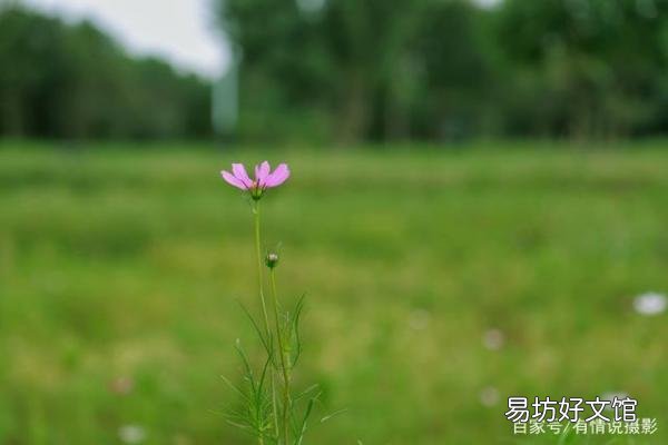 24-105镜头应用范围及特点 24一105镜头能一镜走天下吗