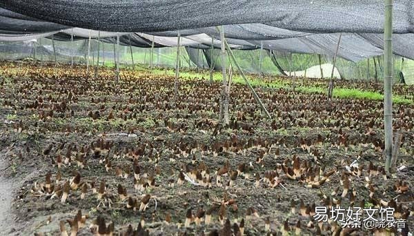 种植10亩羊肚菌成本计算 羊肚菌菌种多少钱一斤