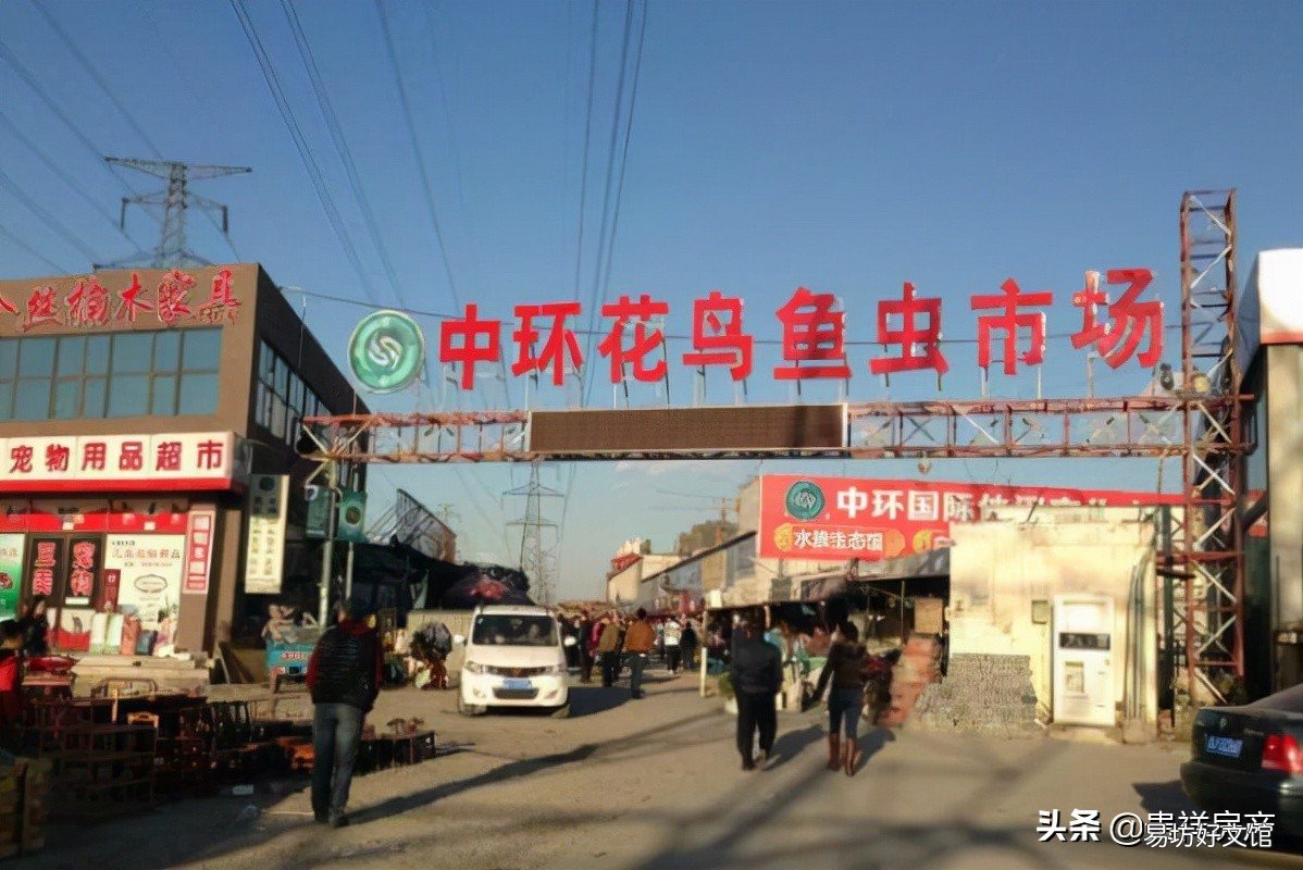 十里河花鸟鱼虫市场地址路线攻略 全国十大花鸟鱼虫市场有哪些