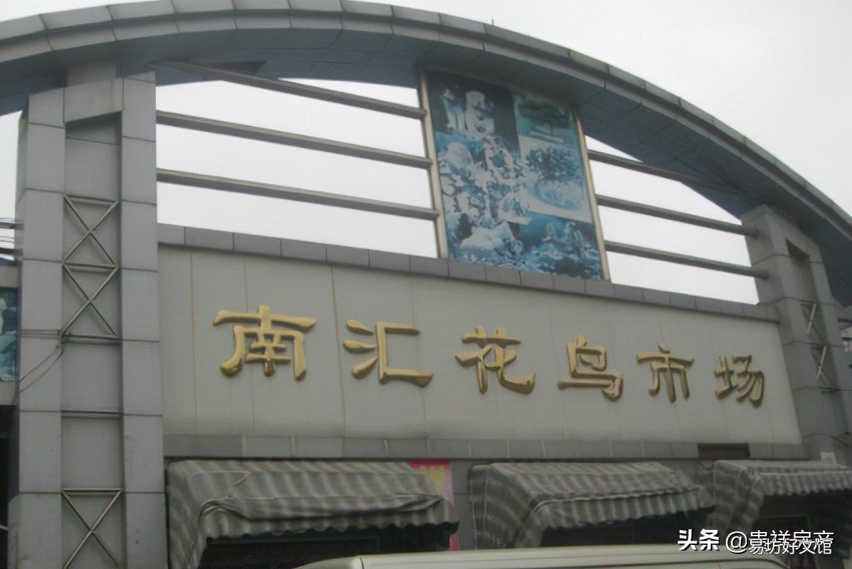 十里河花鸟鱼虫市场地址路线攻略 全国十大花鸟鱼虫市场有哪些