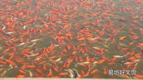 一文掌握正确的养鱼技巧 池塘养鱼的方法和技巧