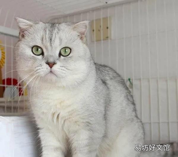 了解各个品种猫咪的价格 黑色田园猫纯黑多少钱一只