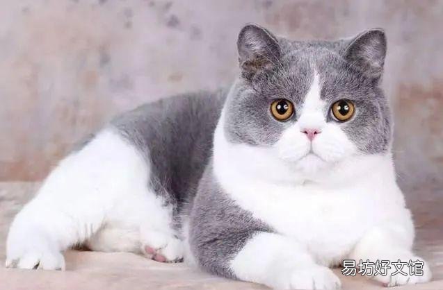 了解各个品种猫咪的价格 黑色田园猫纯黑多少钱一只