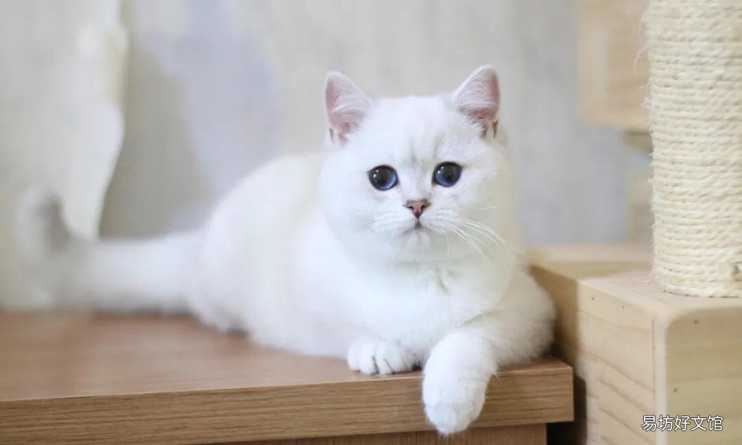 了解各个品种猫咪的价格 黑色田园猫纯黑多少钱一只
