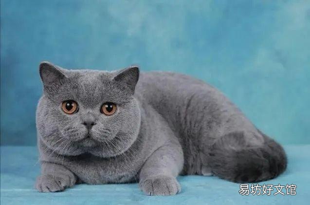 了解各个品种猫咪的价格 黑色田园猫纯黑多少钱一只