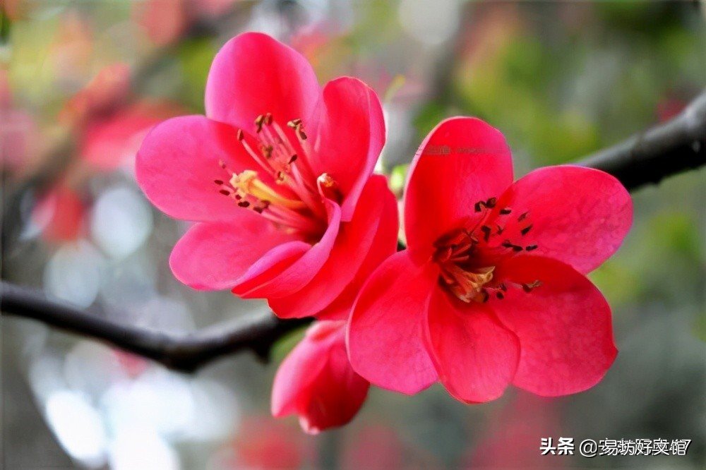 揭秘全球十大最美丽的花 世界上第一名最美的花图片