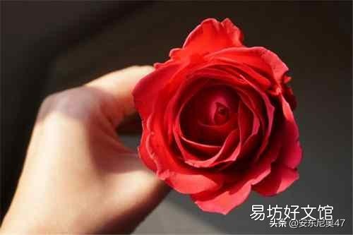 揭秘全球十大最美丽的花 世界上第一名最美的花图片