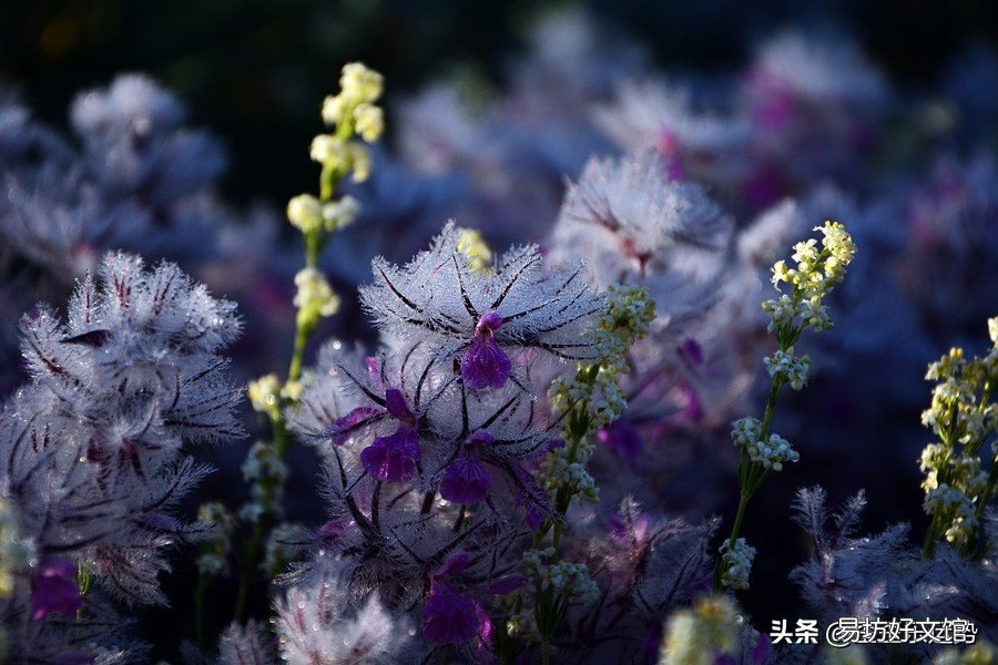 最厉害的4大星座 十二星座谁是学霸读书