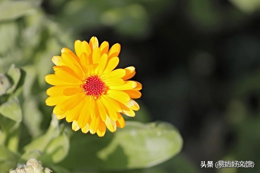 最厉害的4大星座 十二星座谁是学霸读书