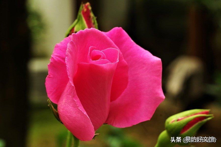 最厉害的4大星座 十二星座谁是学霸读书