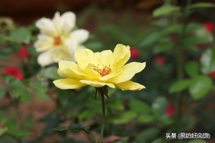 最厉害的4大星座 十二星座谁是学霸读书