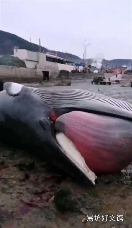 9米长鲸鱼搁浅大连海滩,目击者:发现时已经死亡