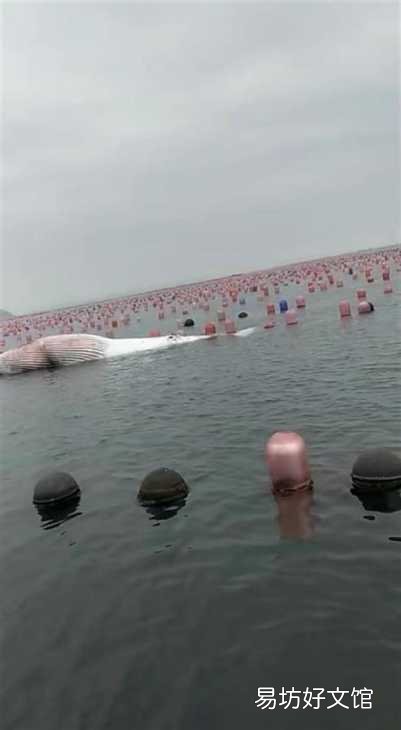 9米长鲸鱼搁浅大连海滩,目击者:发现时已经死亡
